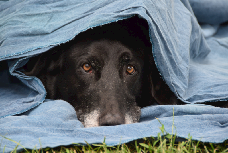 dog under blanket